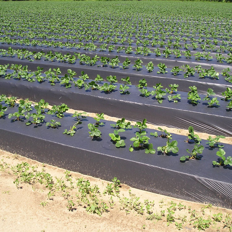 Пленка для клубники (60мкм) с отверстиями 25*30см мульчирующая (500м) — изображение 3