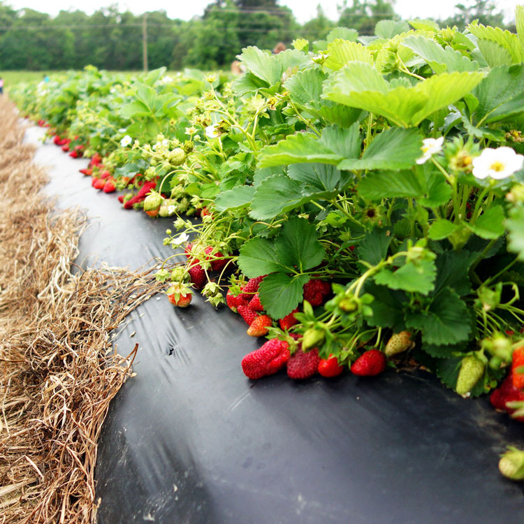 Пленка для клубники (60мкм) с отверстиями 25*30см мульчирующая (500м) — изображение 2