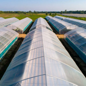 Пленка Тепличная
