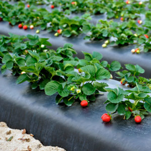 Пленка для клубники мульчирующая