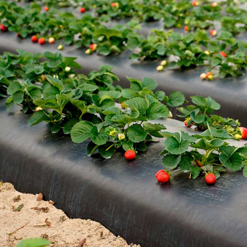 Product image for Нарезка бугров (гряд) и укладка пленки под клубнику