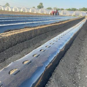 Однорядная клубничная пленка (60мкм) ПРЕМИУМ черная с перфорацией (500м)